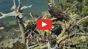 ospreycam maine