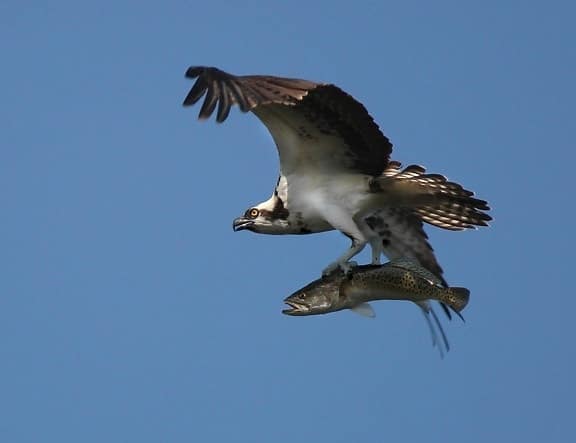 Hog Island Osprey Cam