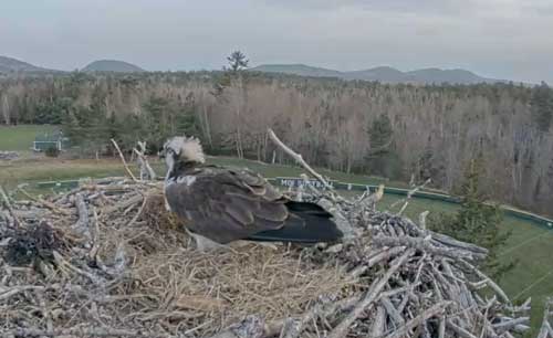maine osprey cam