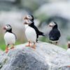 Puffin Cam – Seal Island Maine