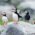 Puffin Cam – Seal Island Maine
